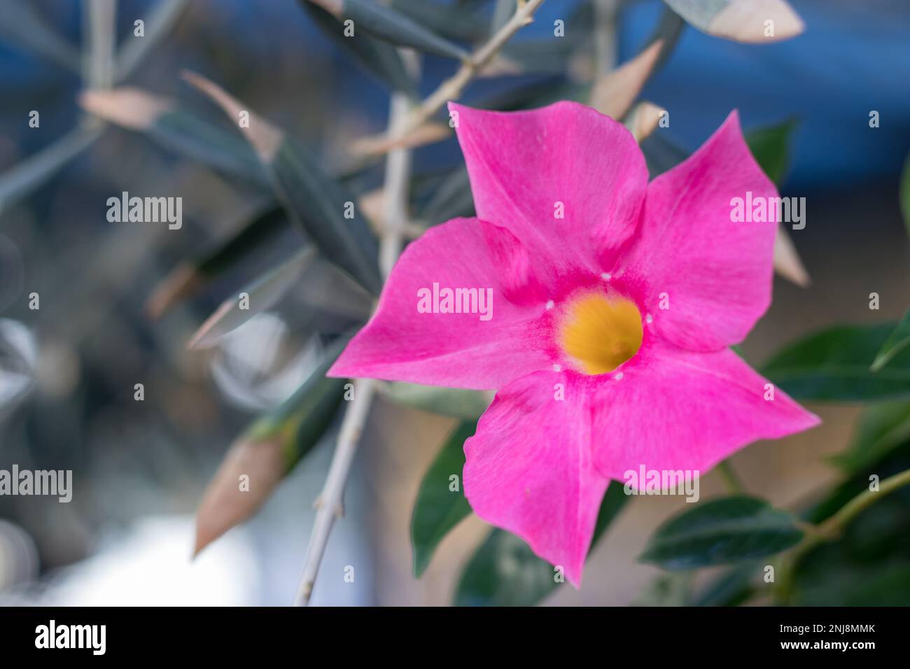 A closeup of the beautiful pink flowers of Mandevilla, or Dipladenia sanderi, a blooming flower
