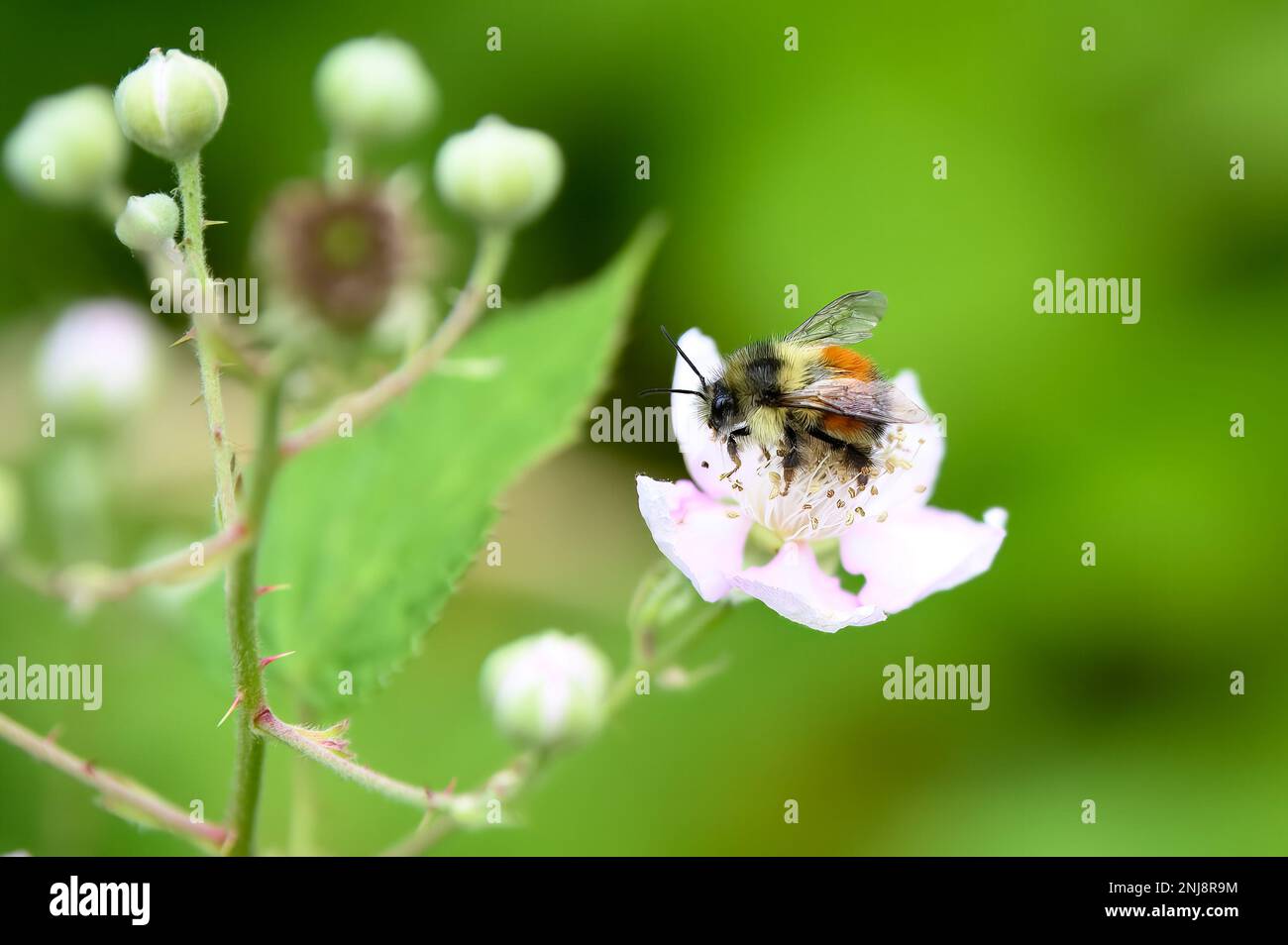 Bumble bee sitting on a white flower Stock Photo