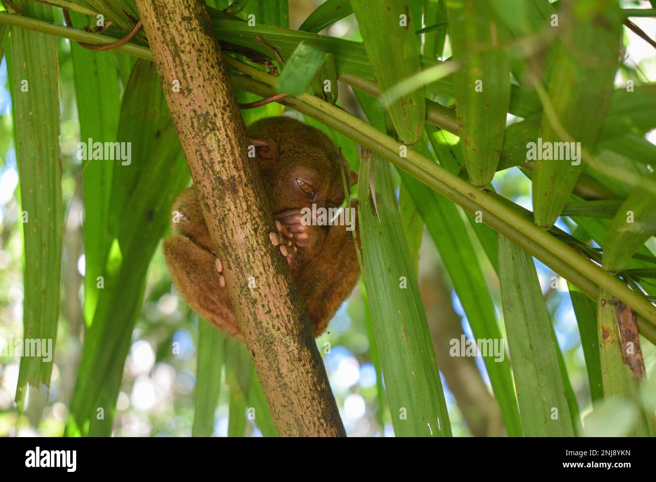 Tarsier on tree in hi-res stock photography and images - Alamy