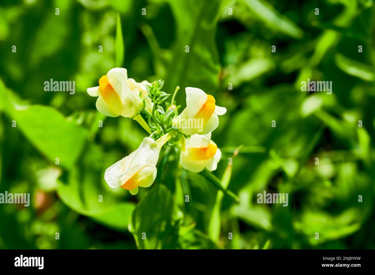 Close-up of yellow snapdragons (Antirrhinum) in front of a green background. Stock Photo