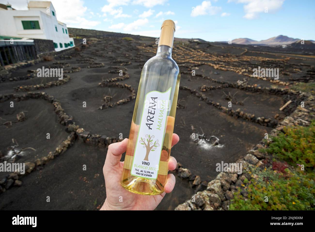 holding a bottle of arena malvasia white wine from vega volcan small