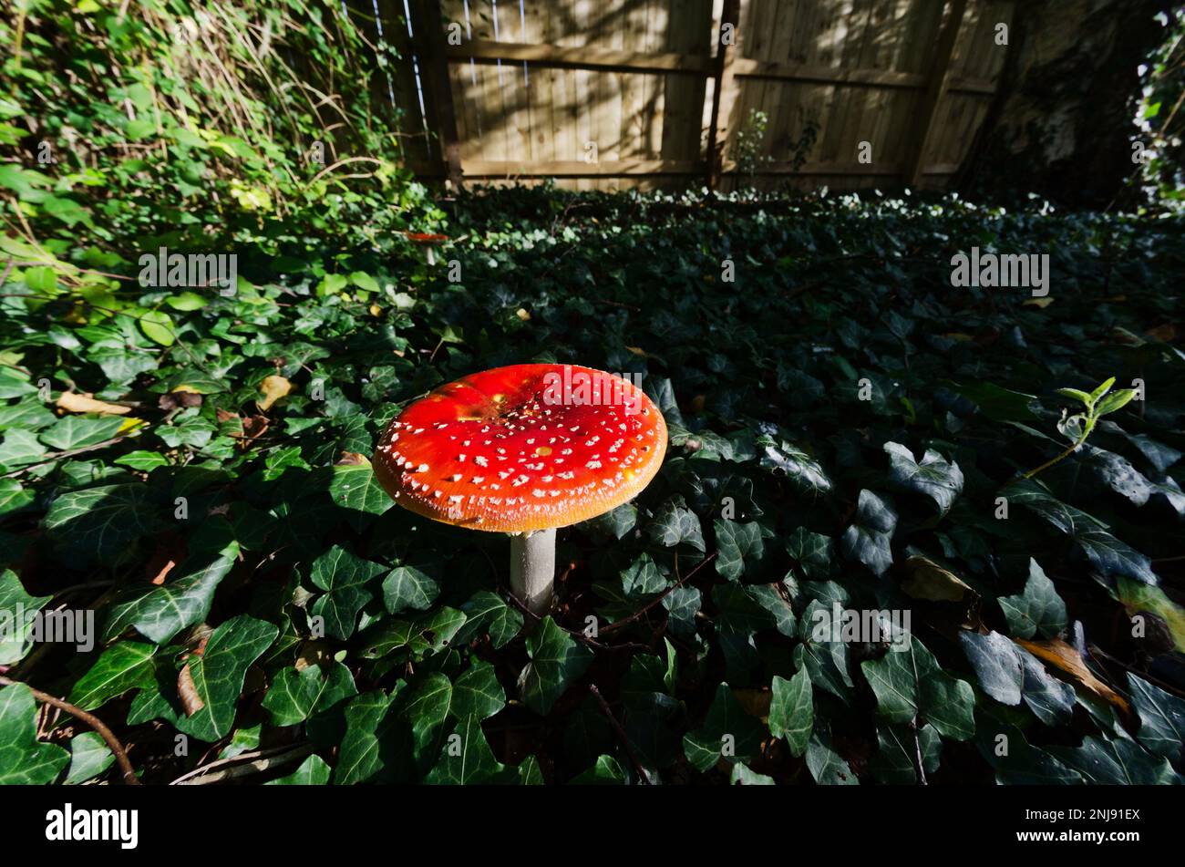 A fly agaric growing under a silver birch tree in a cottage garden in Wakefield, West Yorkshire, UK Stock Photo