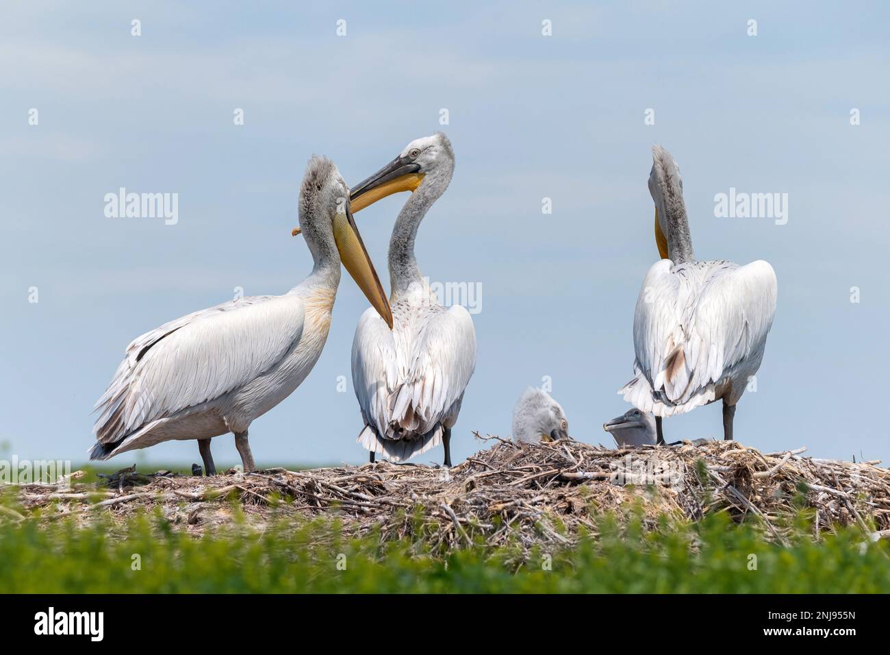 Group of Dalmatian pelicans or Pelecanus crispus in breeding colony in Russia Stock Photo