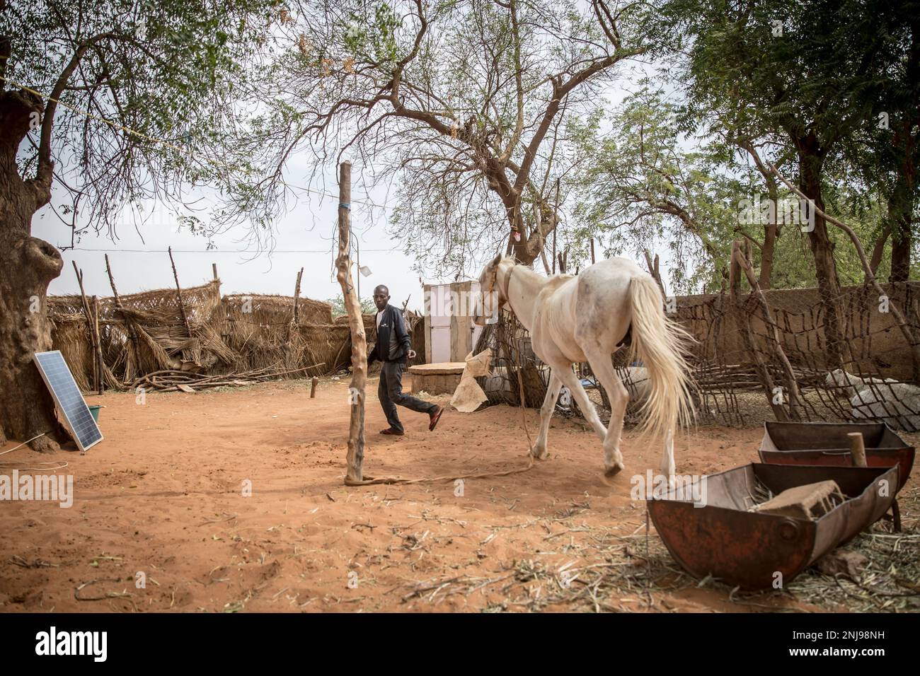 A horse owner called Cedikou plays with one of his horses at the back