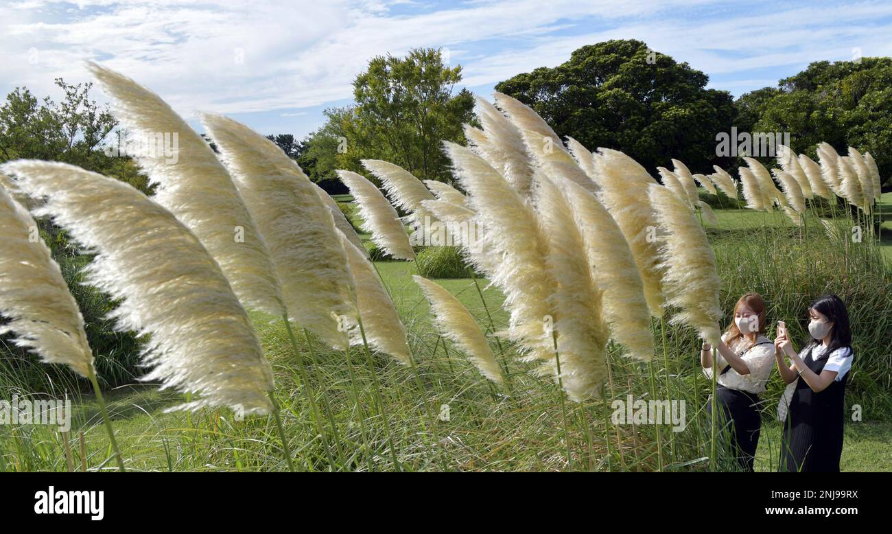 Pampas Grass Swinging: Elevate Your Garden with Natural Elegance