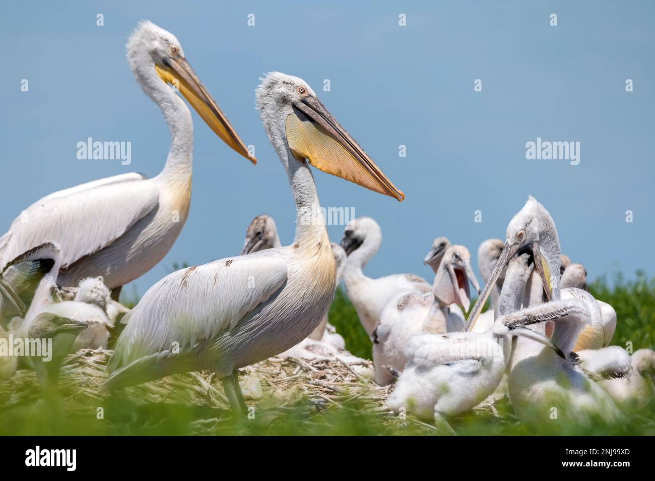 Group of Dalmatian pelicans or Pelecanus crispus in breeding colony in Russia Stock Photo