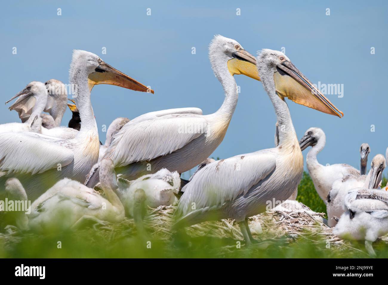 Group of Dalmatian pelicans or Pelecanus crispus in breeding colony in Russia Stock Photo