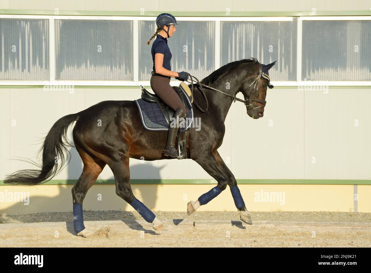 Dressage riding, canter Stock Photo Alamy