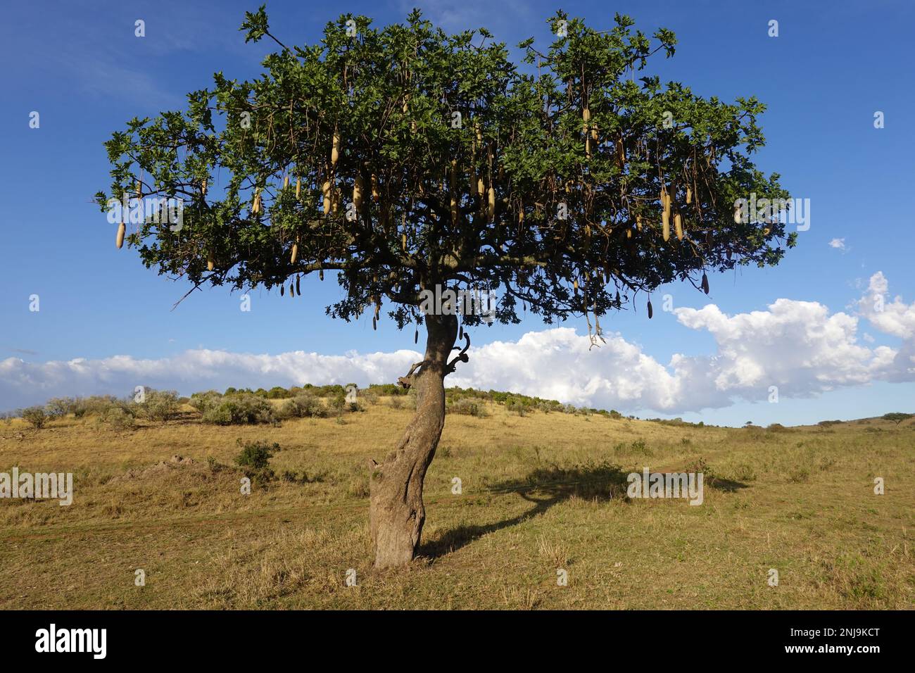 Sausage Tree in the savannah of Kenya Stock Photo Alamy