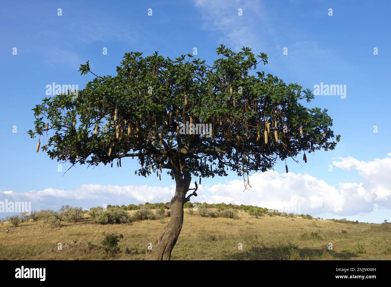Sausage Tree in the savannah of Kenya Stock Photo - Alamy