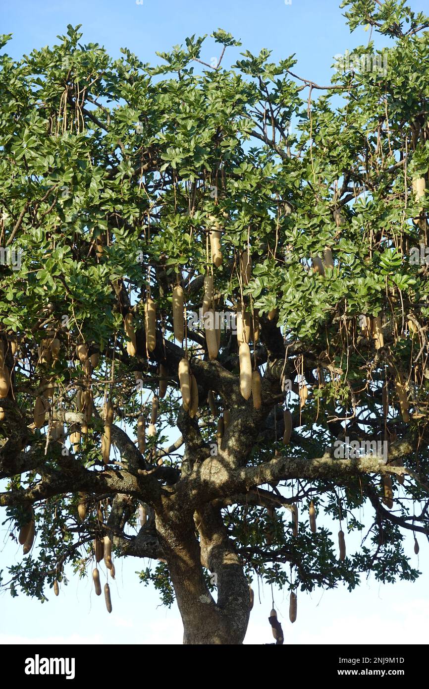 Sausage Tree in the savannah of Kenya Stock Photo Alamy