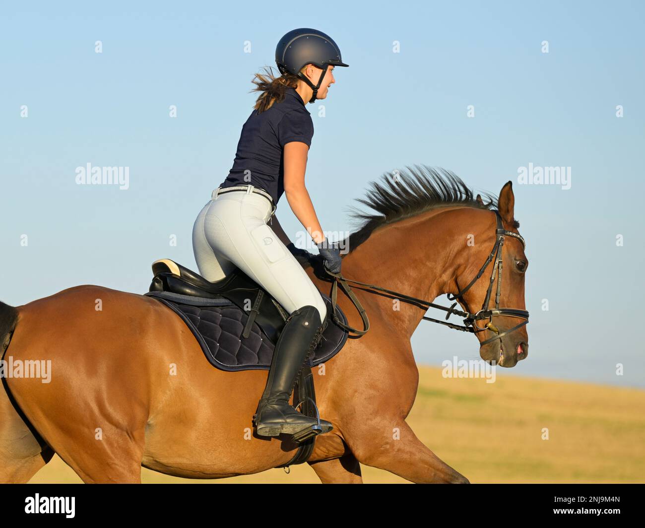 Horseback rider cantering in a stubble field Stock Photo