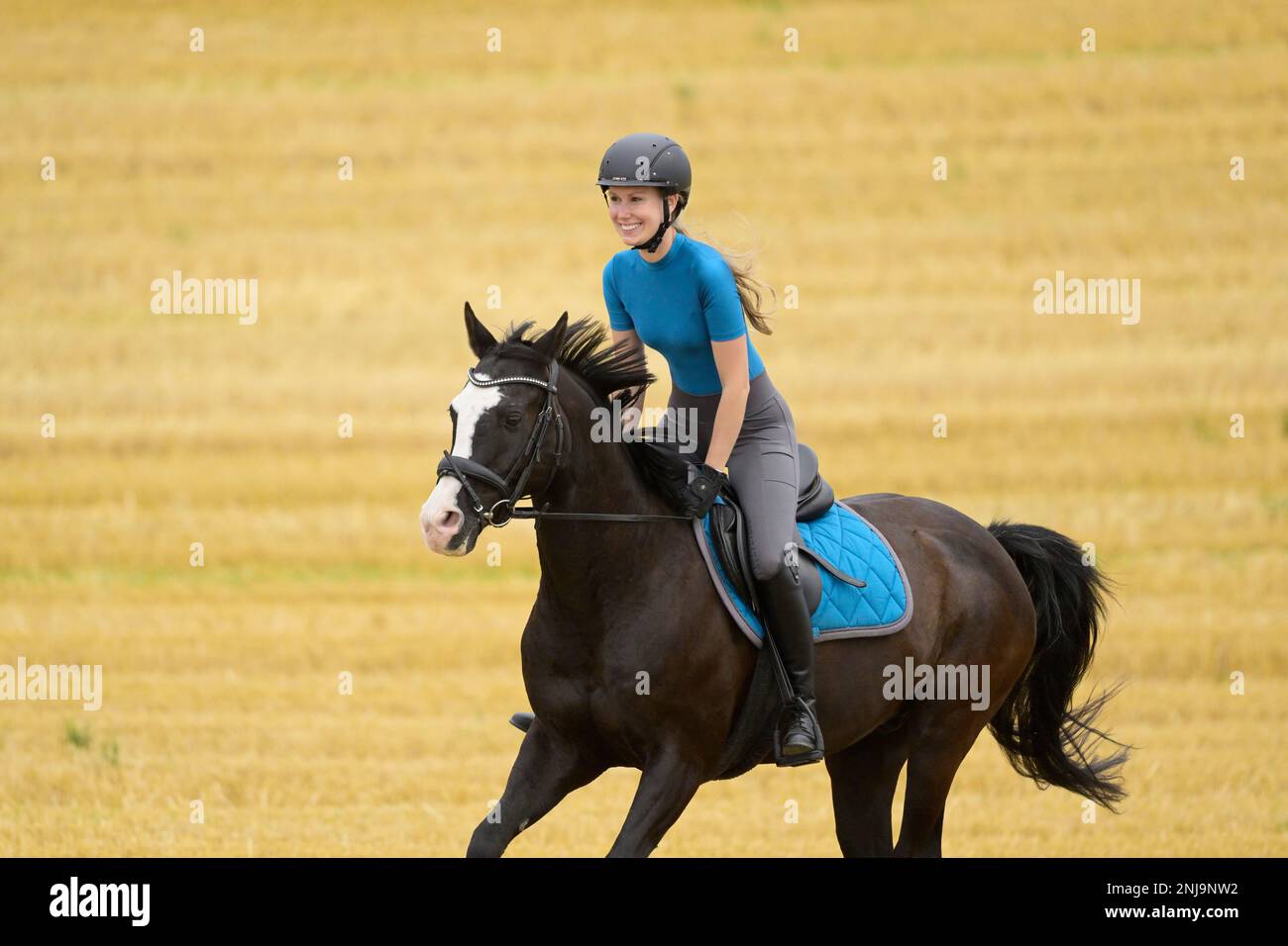 Horseback rider cantering in a stubble field Stock Photo