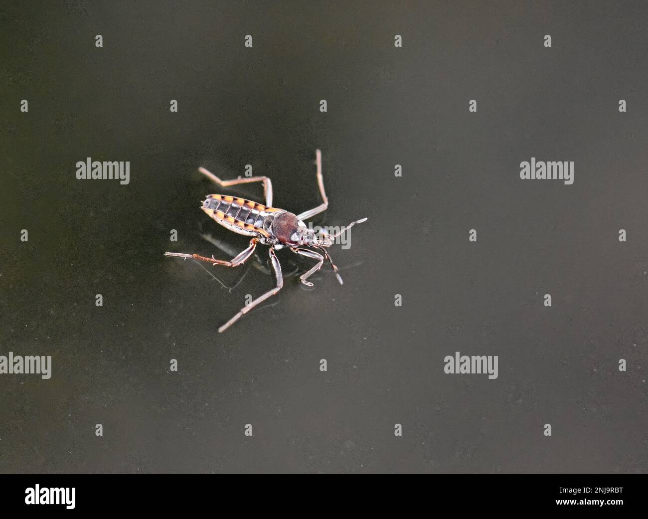 water strider, water skeeters, water scooters, water bug Stock Photo