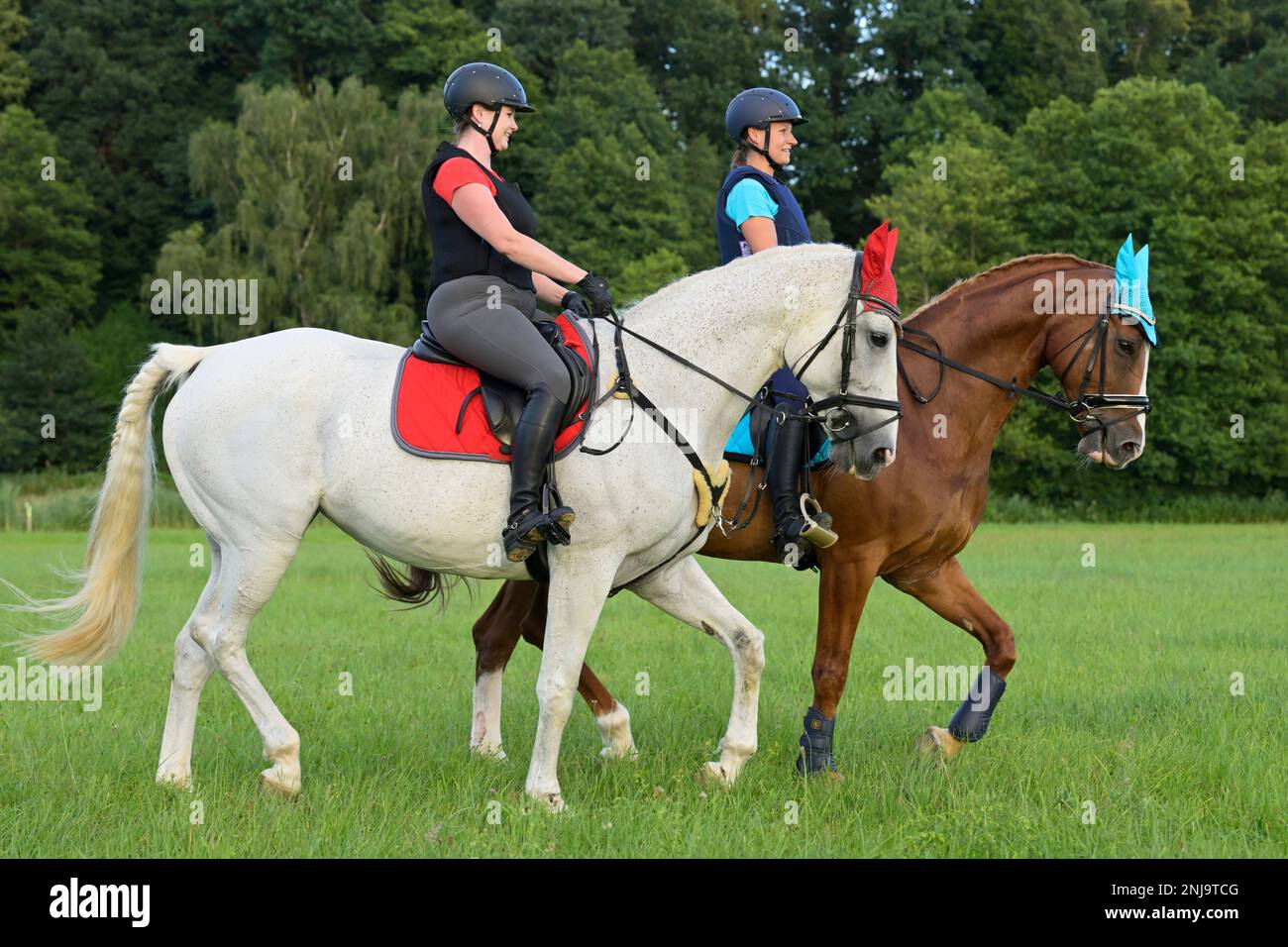 Two horseback riders wearing a body proctector hacking out Stock Photo ...