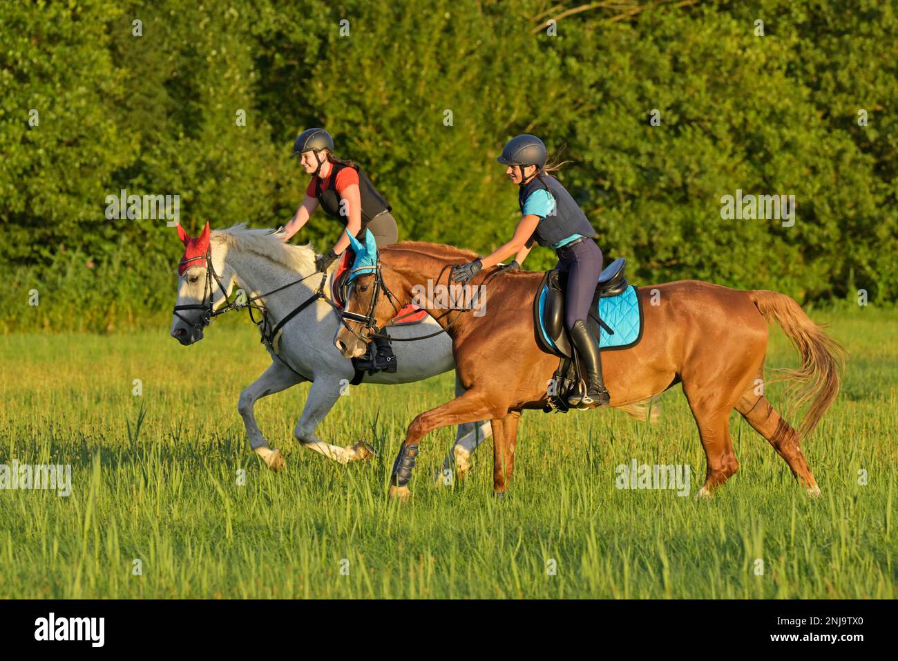 Two horseback riders wearing a body proctector galloping in a meadow Stock Photo