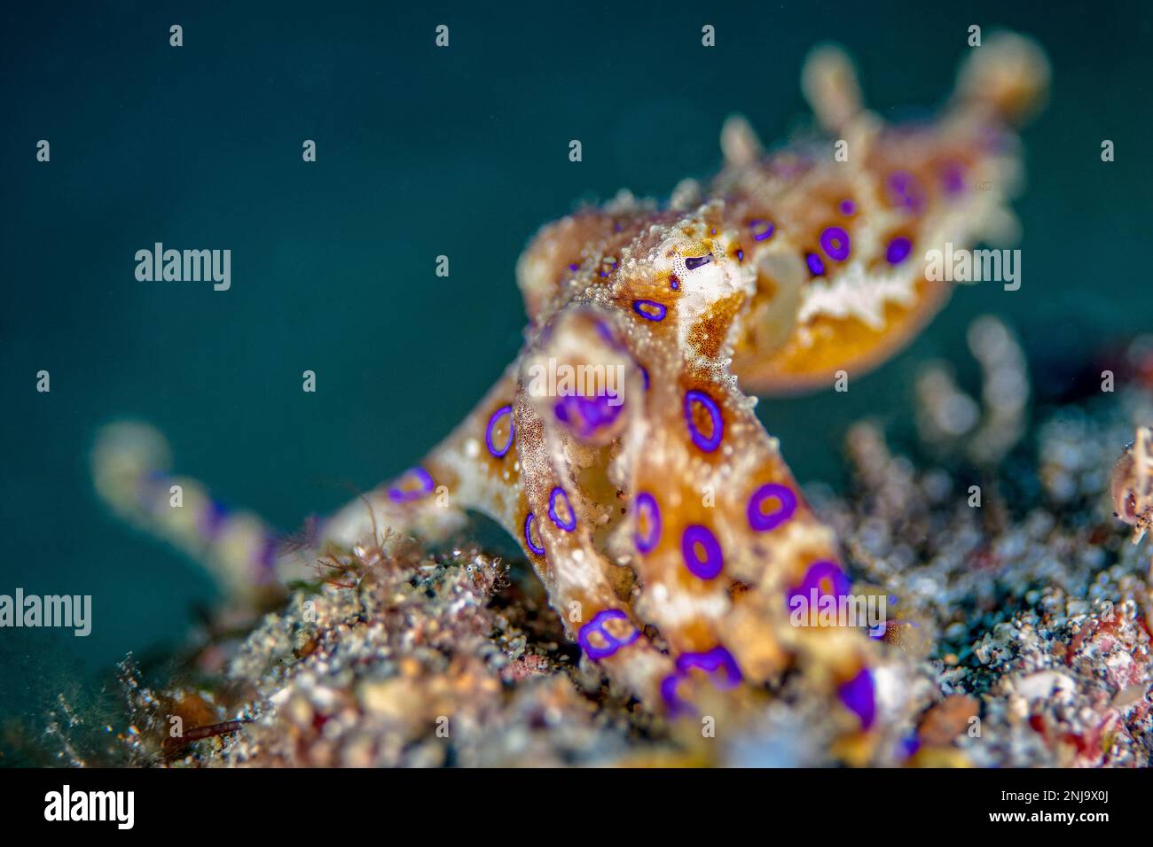 greater blueringed octopus, Hapalochlaena lunulata, extremely venomous