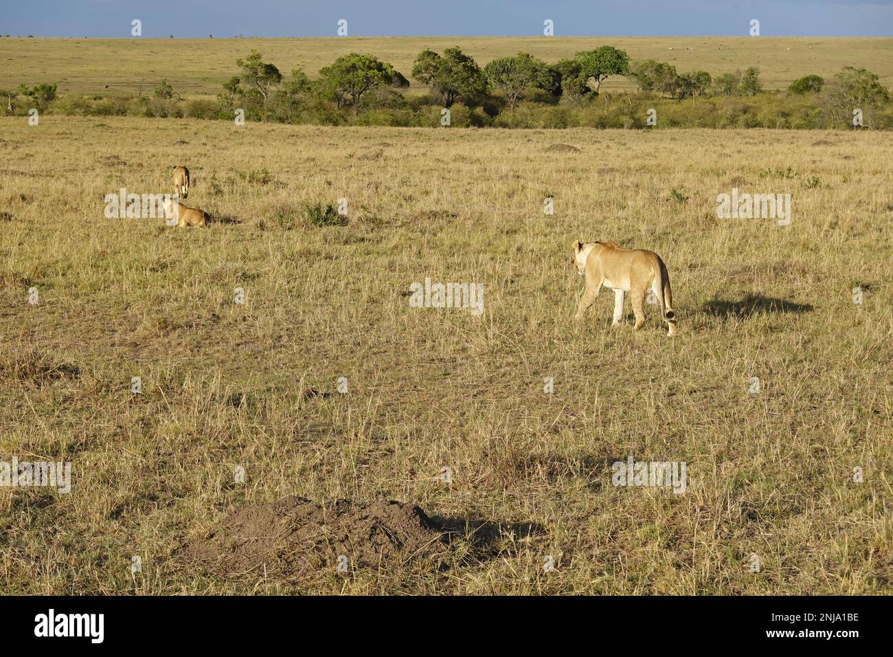 Lion in the savannah of Kenya Stock Photo - Alamy
