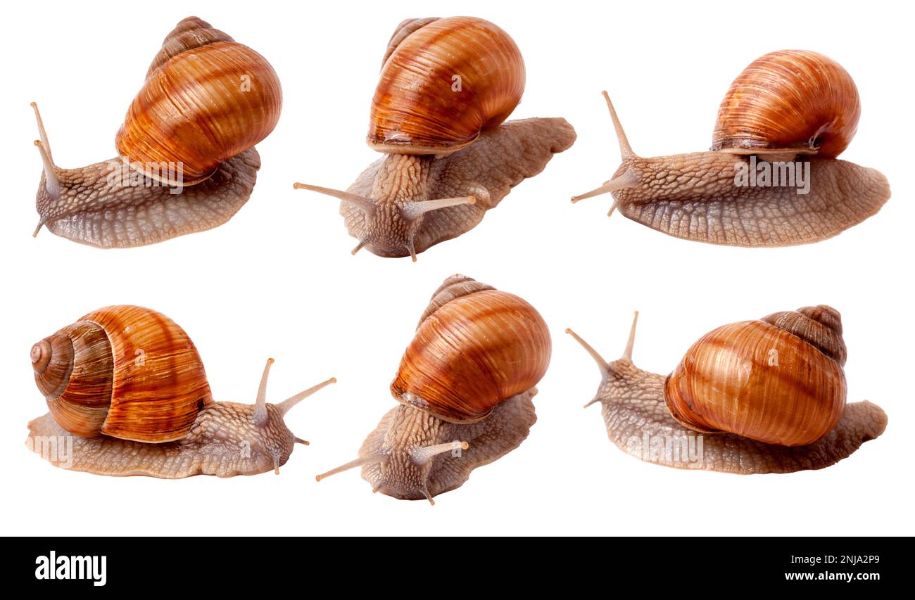 some snails crawling on a white background closeup Stock Photo