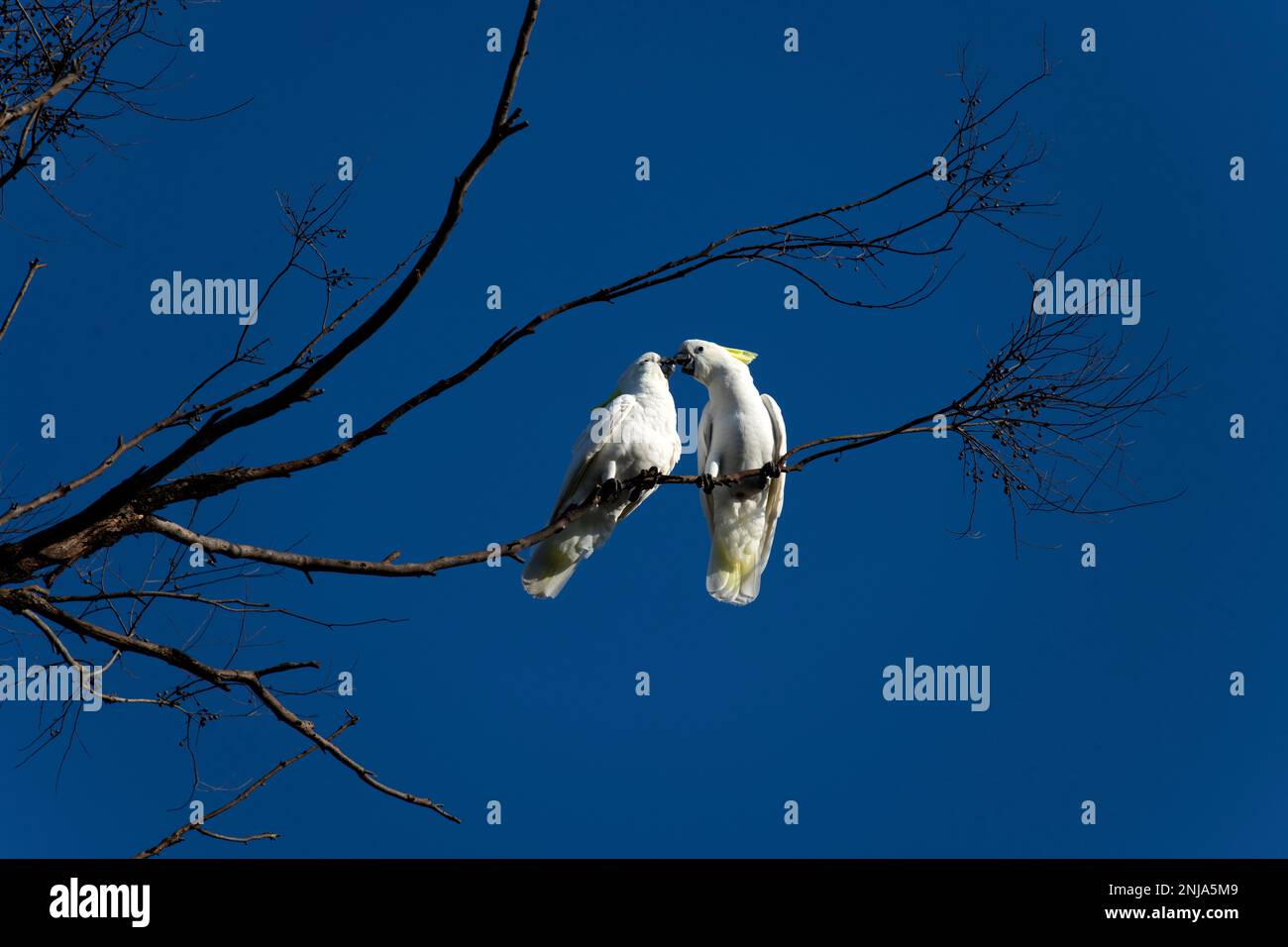 A pair of Sulphur-Crested Cockatoos (Cacatua galerita) expressing love on the branch of a tree in Sydney, NSW, Australia (Photo by Tara Chand Malhotra Stock Photo