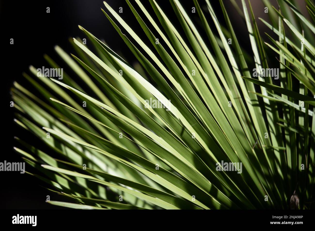 Dasylirion Glaucophyllum  a native plant to Mexico. Stock Photo