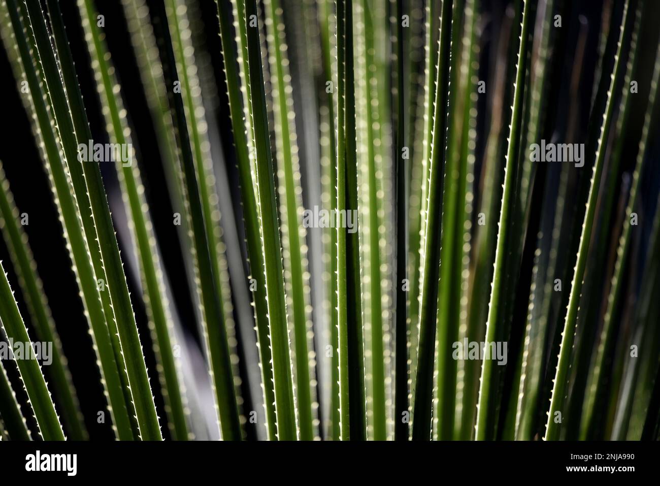 Dasylirion Glaucophyllum  a native plant to Mexico. Stock Photo