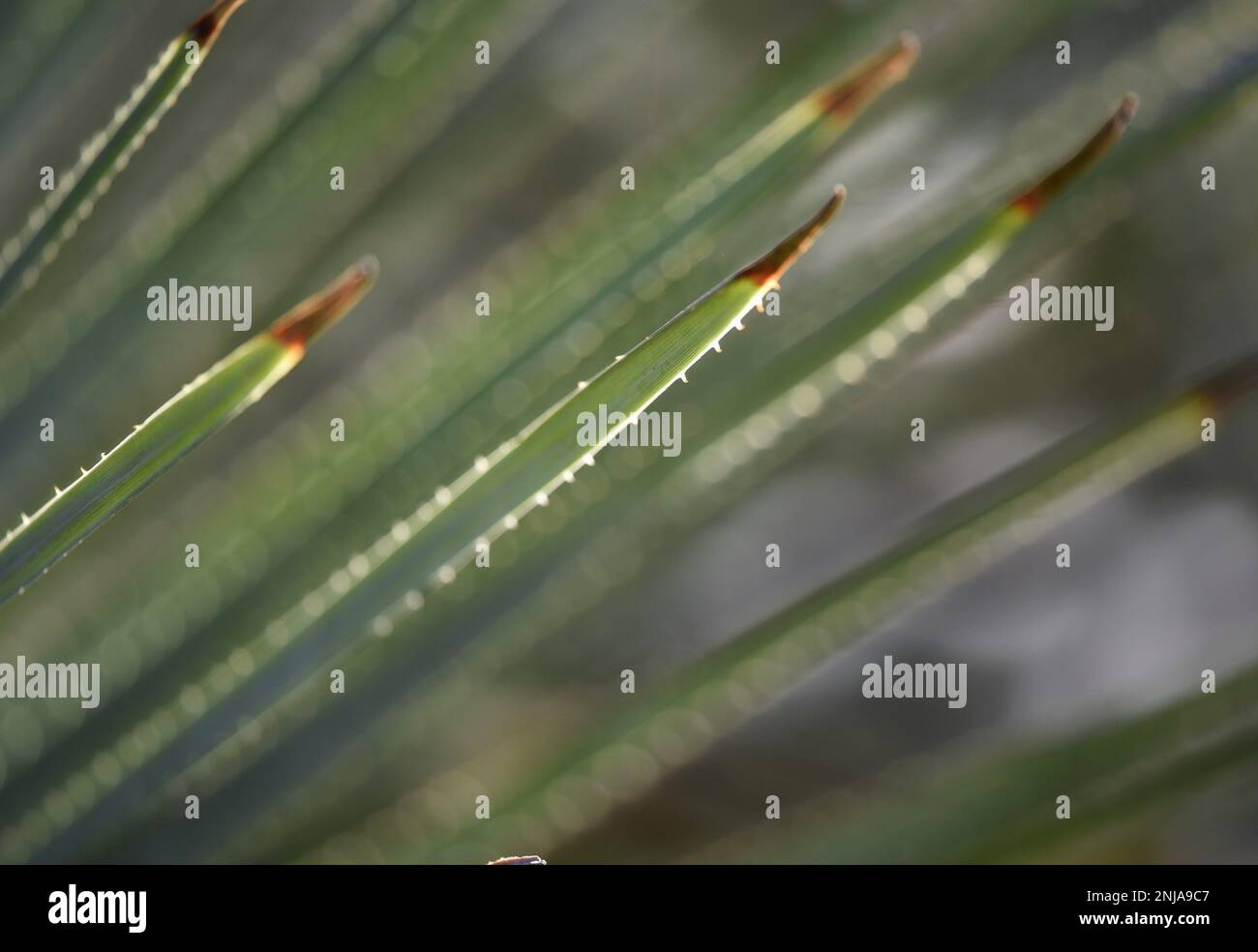 Dasylirion Glaucophyllum a native plant to Mexico Stock Photo Alamy