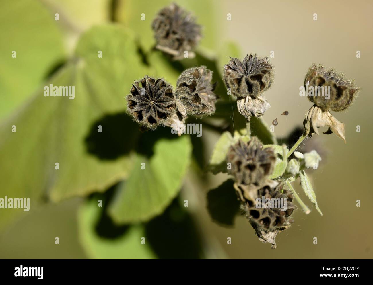 Dried seed pods on a natural green background Stock Photo - Alamy