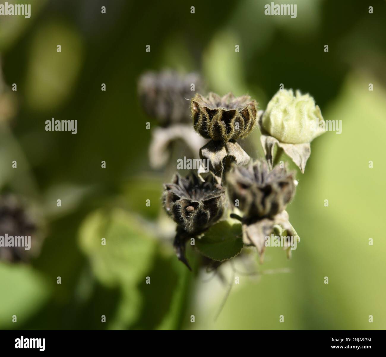 Dried seed pods on a natural green background Stock Photo - Alamy