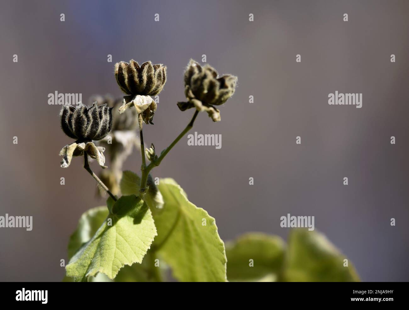 Dried seed pods on a natural green background Stock Photo - Alamy