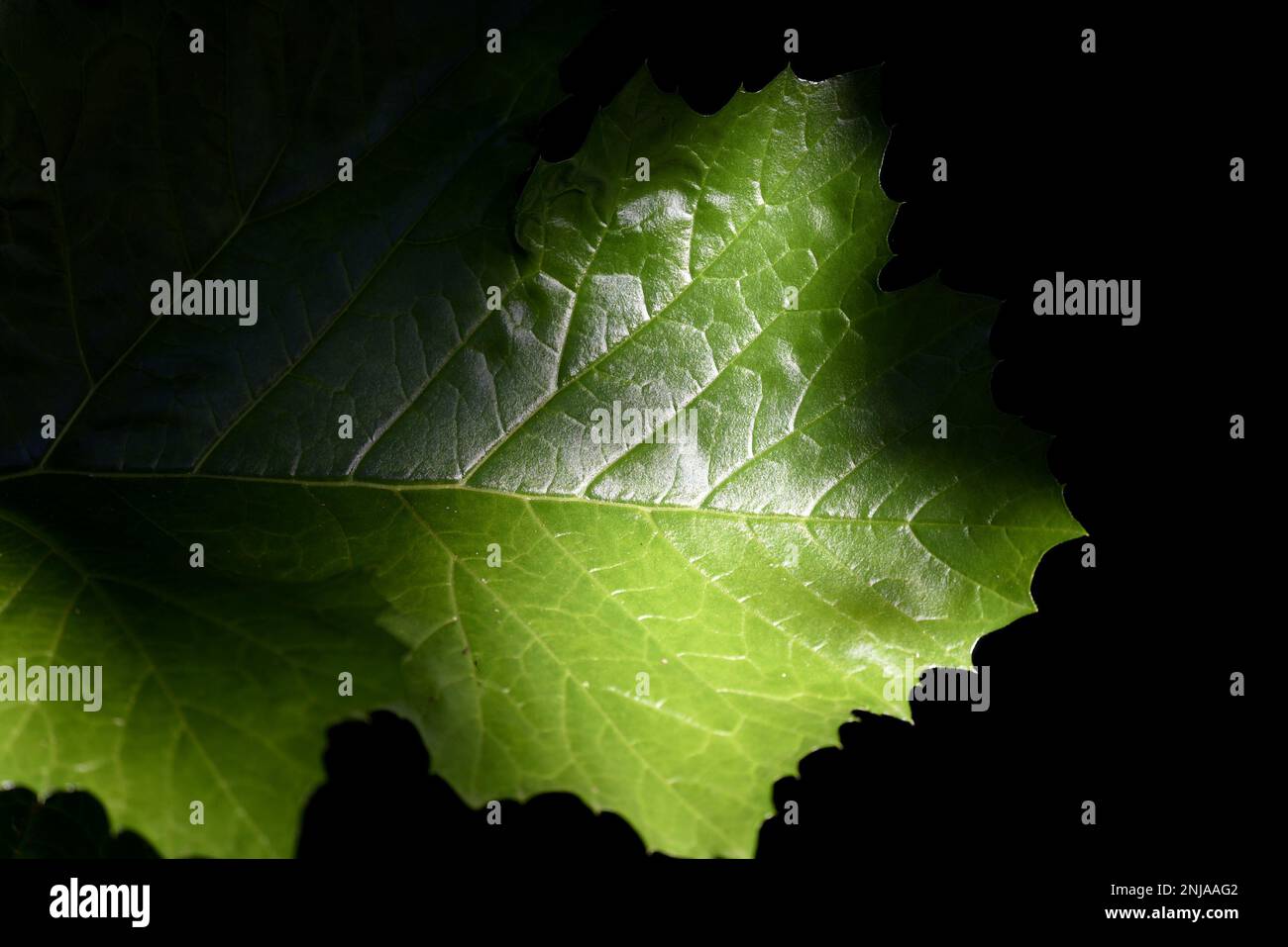 Green leaves with veins on a natural background texture Stock Photo - Alamy