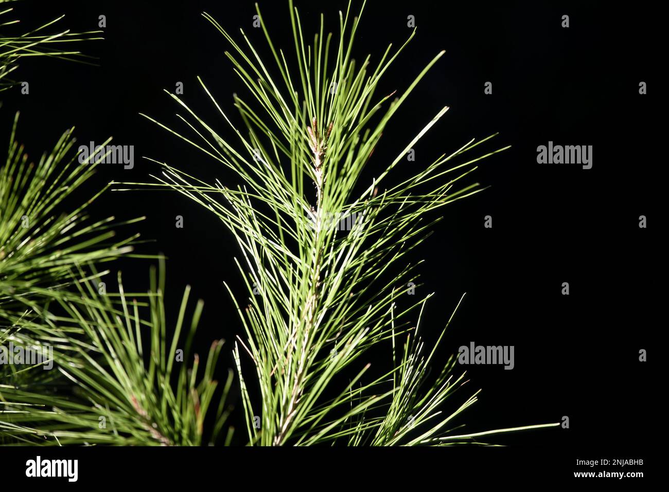 Pine tree needles closeup on a natural green background Stock Photo - Alamy