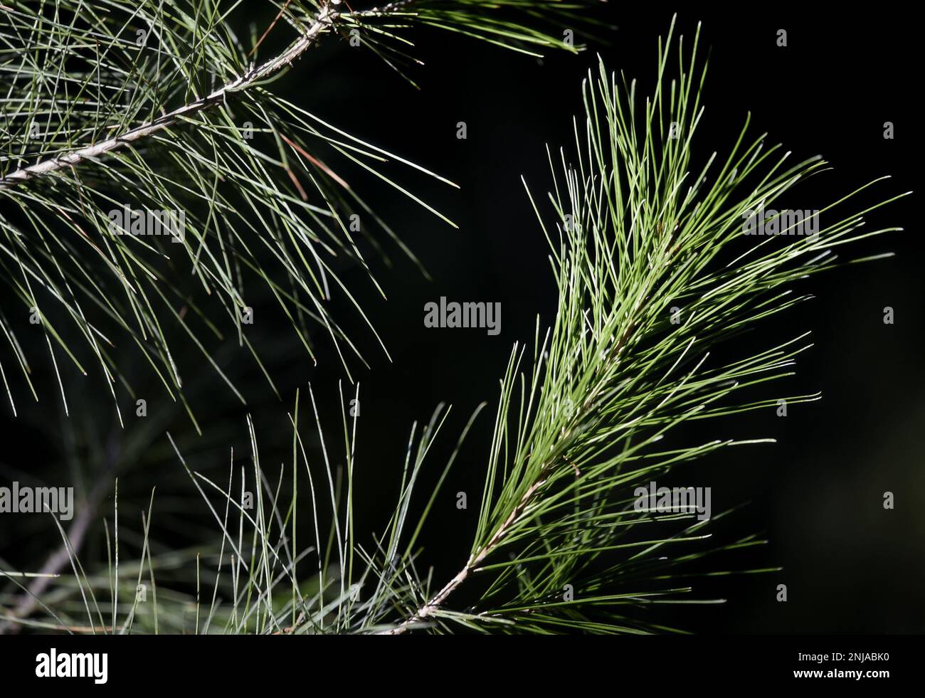 Pine tree needles closeup on a natural green background Stock Photo - Alamy