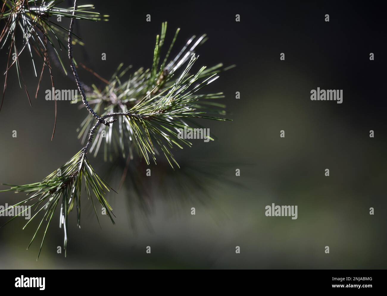 Pine tree needles closeup on a natural green background Stock Photo - Alamy