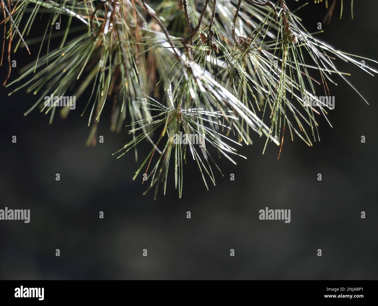 Pine tree needles closeup on a natural green background Stock Photo - Alamy