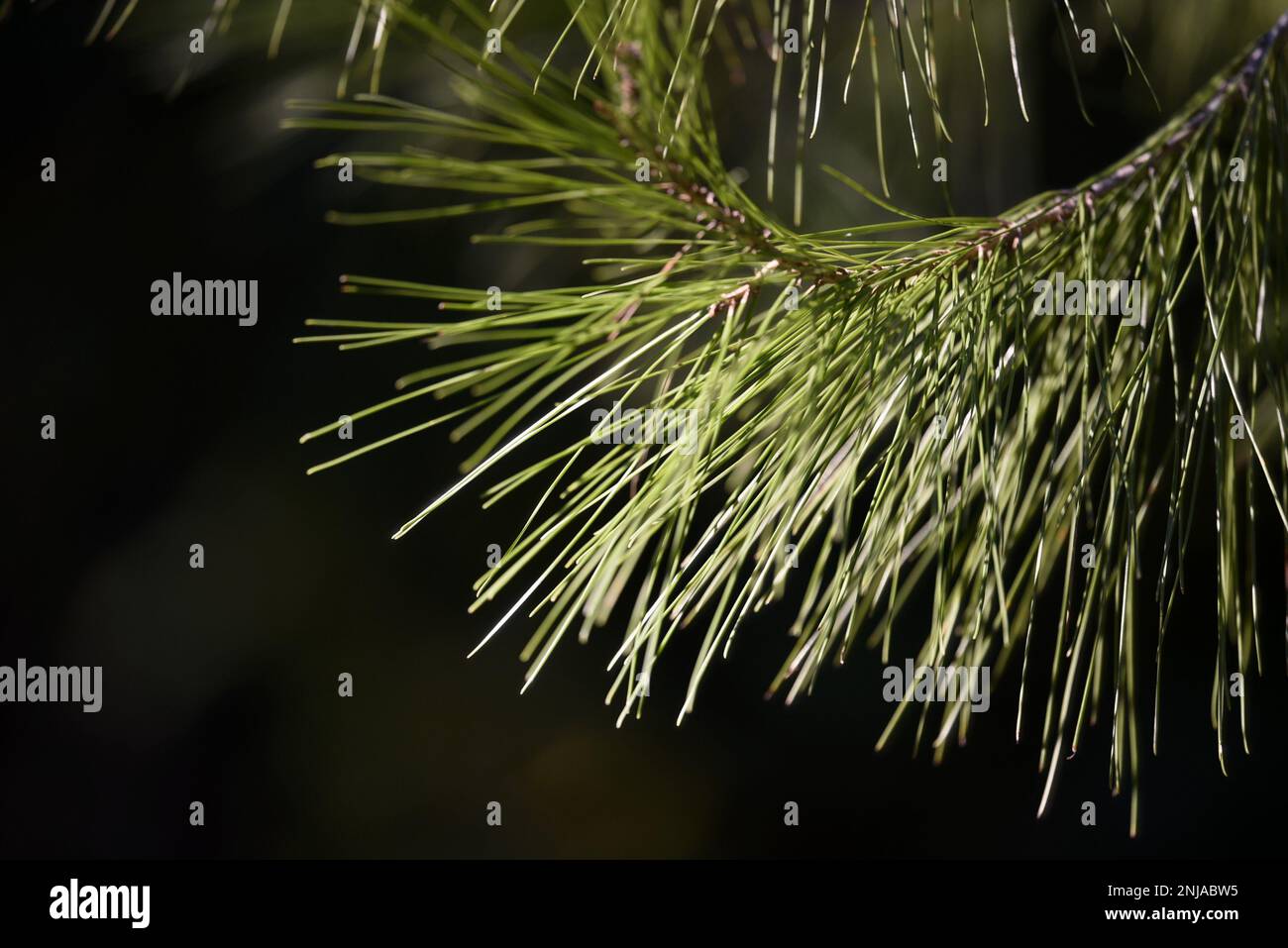 Pine tree needles closeup on a natural green background Stock Photo - Alamy