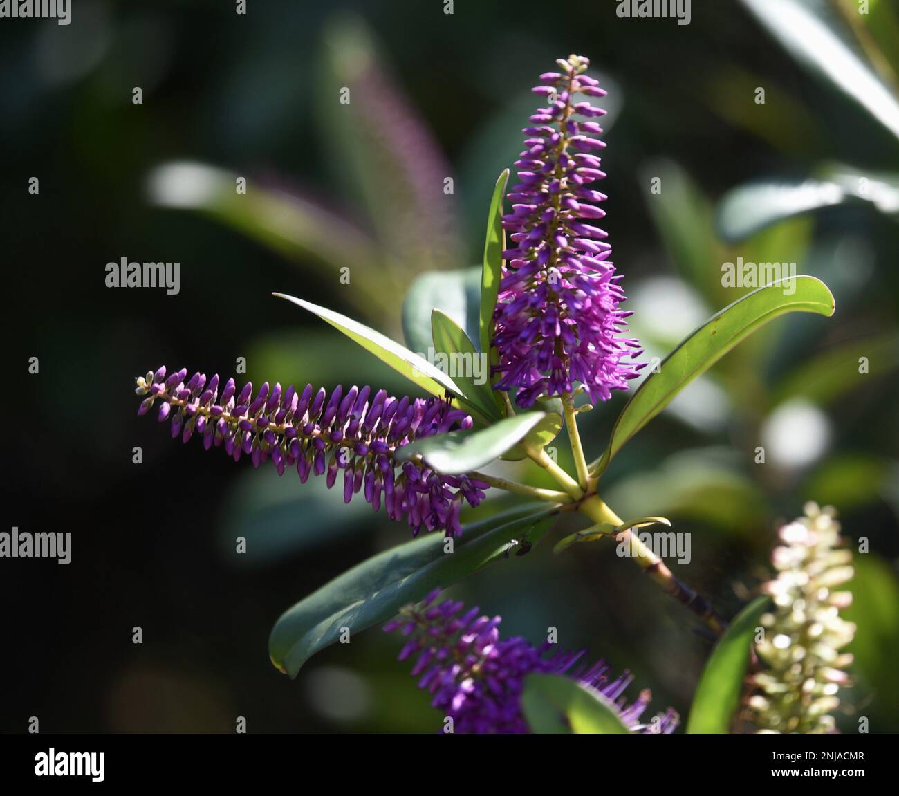 Veronica speciosa a flowering plant with pink magenta inflorescences