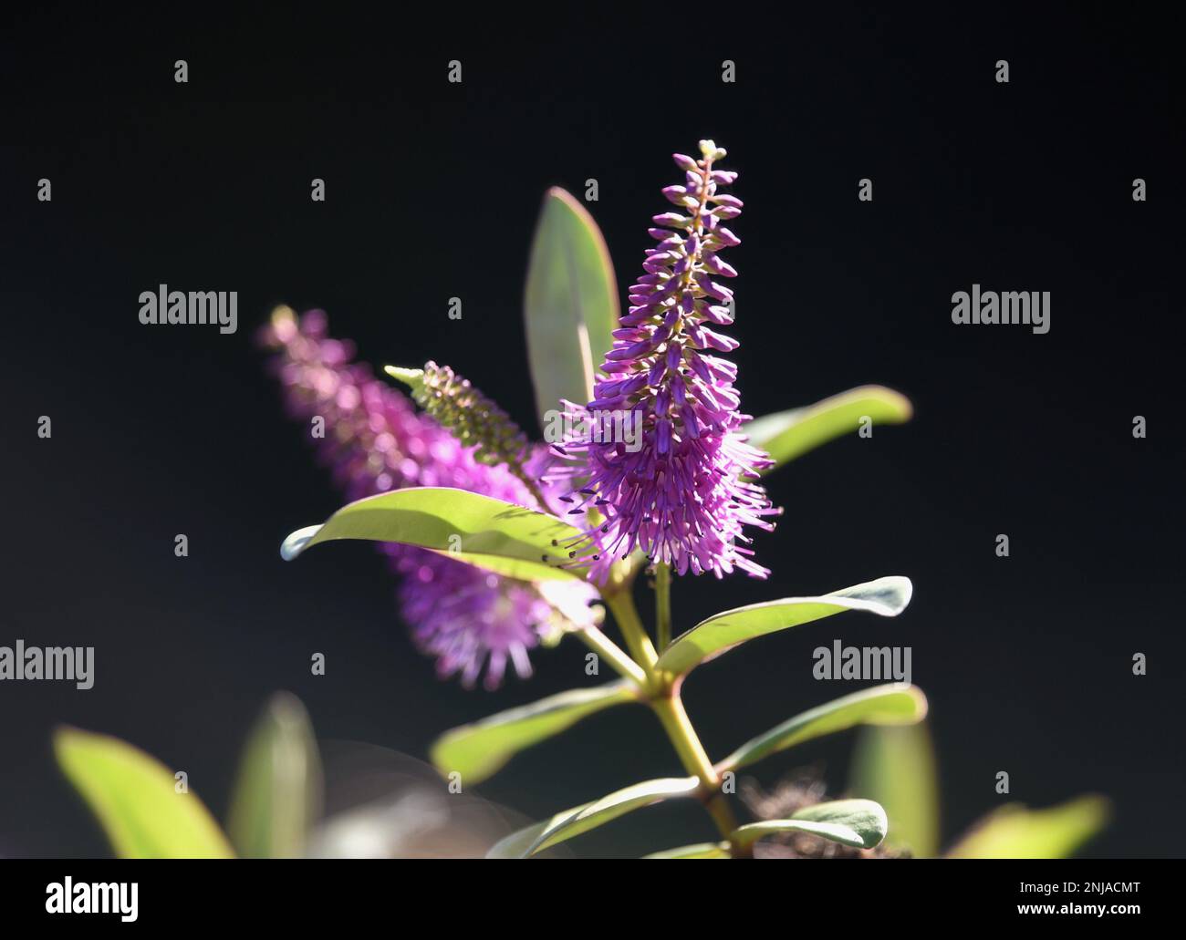 Veronica speciosa a flowering plant with pink magenta inflorescences