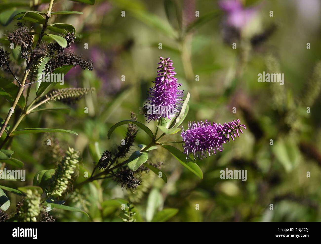 Veronica speciosa a flowering plant with pink magenta inflorescences