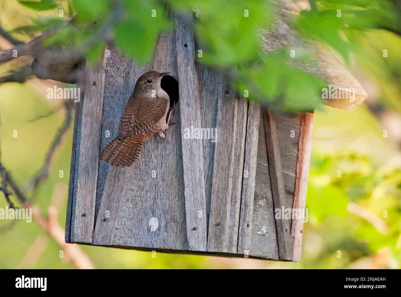 House wren at nesting box Stock Photo Alamy