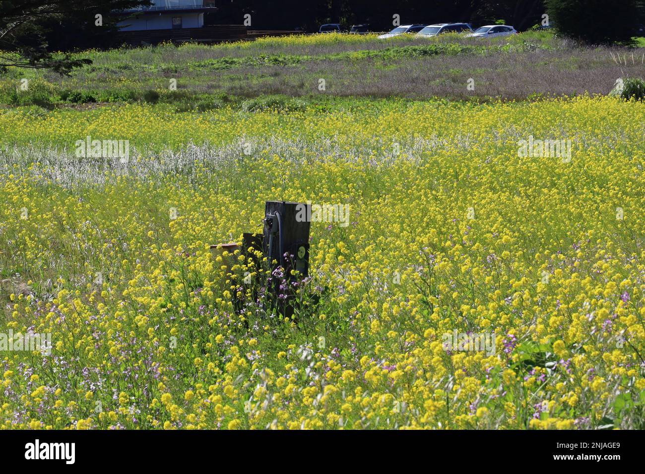 Photos of Wildflowers in spring in Half Moon Bay California Stock Photo