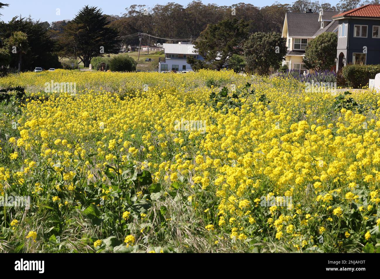 Photos of Wildflowers in spring in Half Moon Bay California Stock Photo