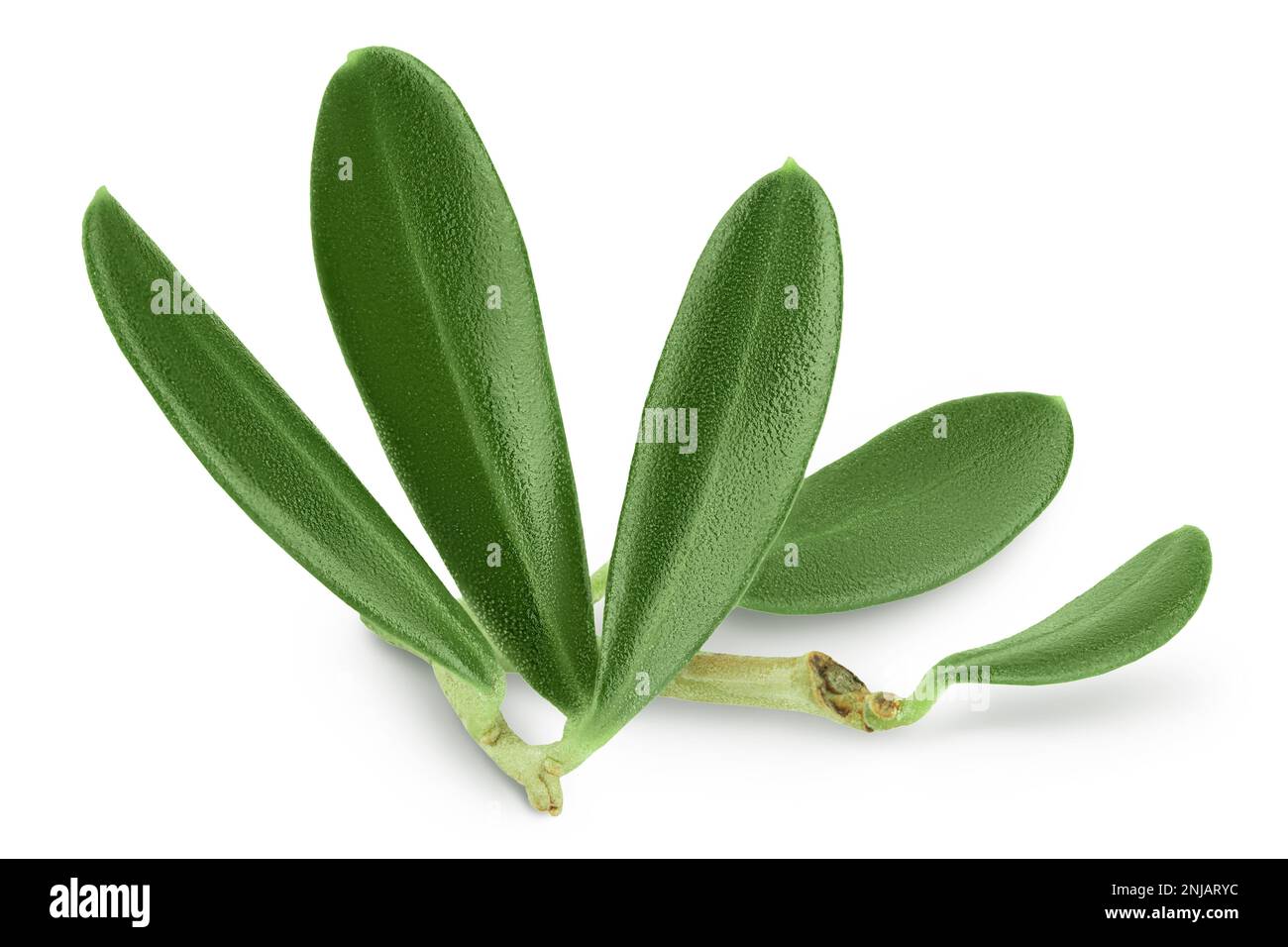 Olive green leaves isolated on white background Stock Photo
