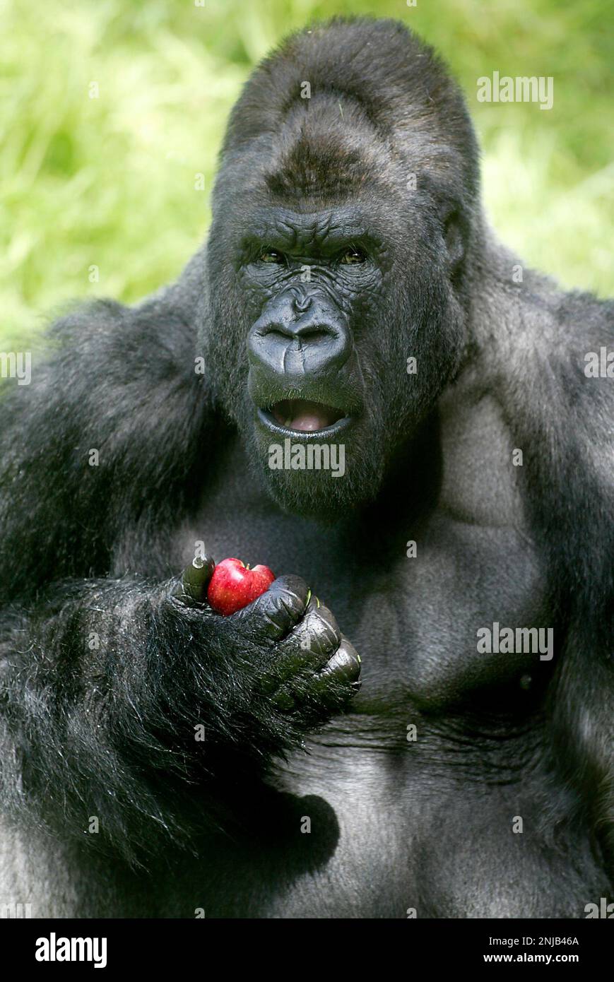 GORILLA 021 LH.jpg Kubi, a male gorilla who was born at and has