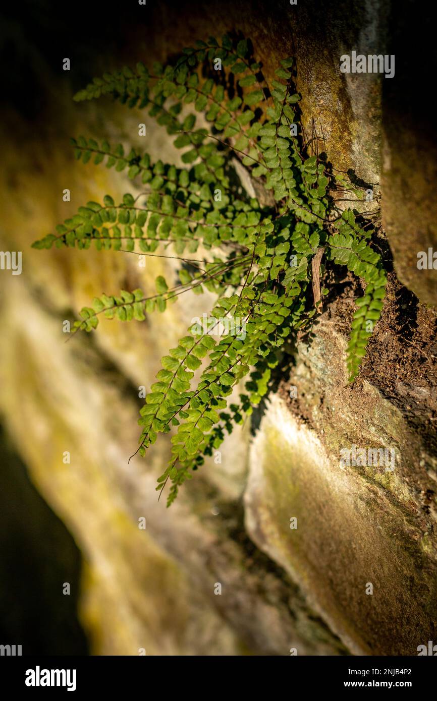 a small fern grows out of a wall. The strong vignette directs the view to the plant illuminated by the sun Stock Photo