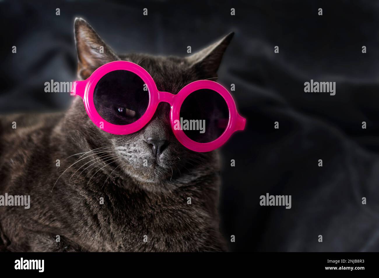 muzzle of a burmi cat of a brown hue in pink dark round glasses with an ajar eye on a dark background. horizontal Stock Photo