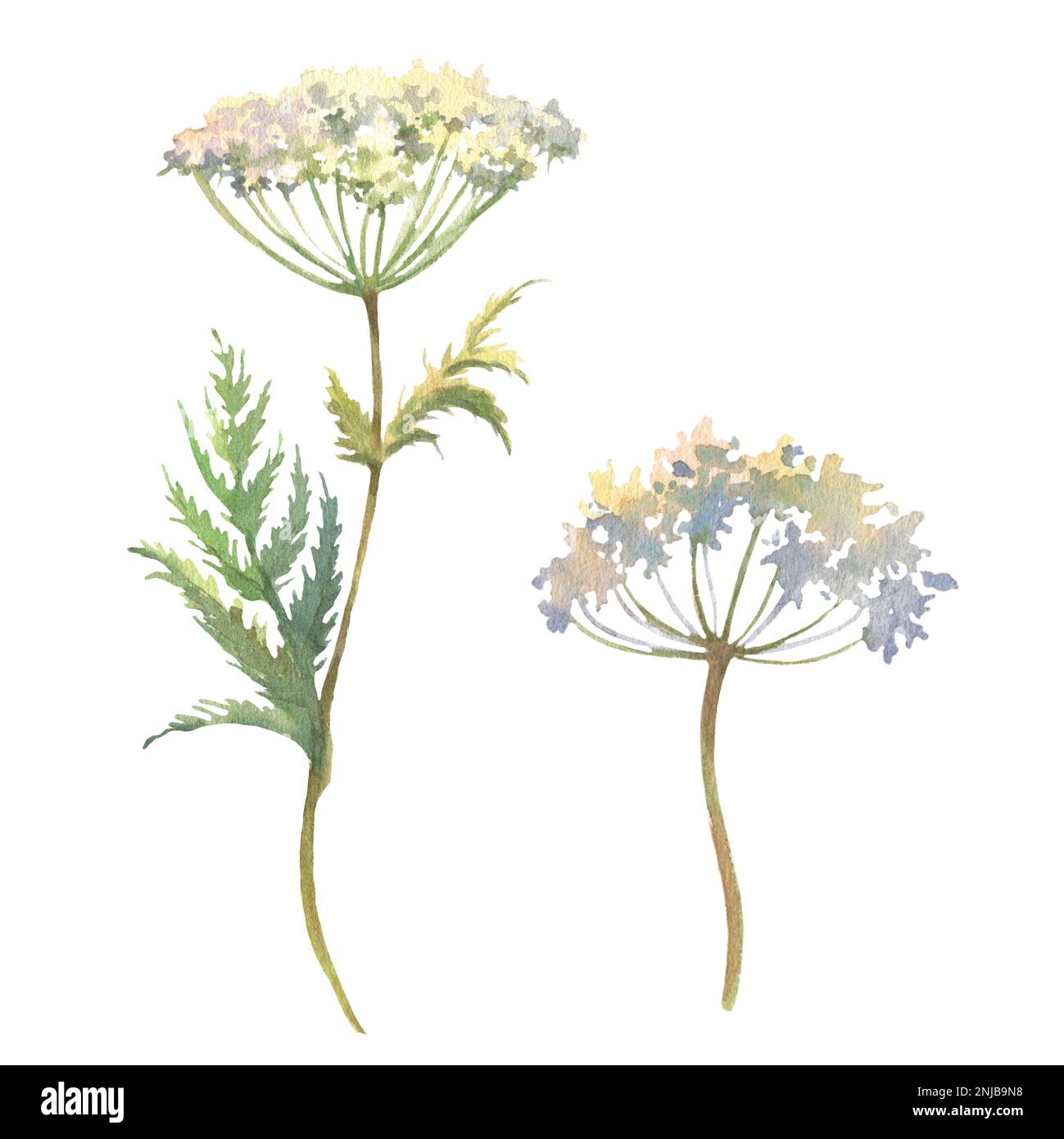 Watercolor illustration with field herb, vintage cow parsley leaf isolated on white. Anthriscus sylvestris, botanical collection. Can be used in stick Stock Photo