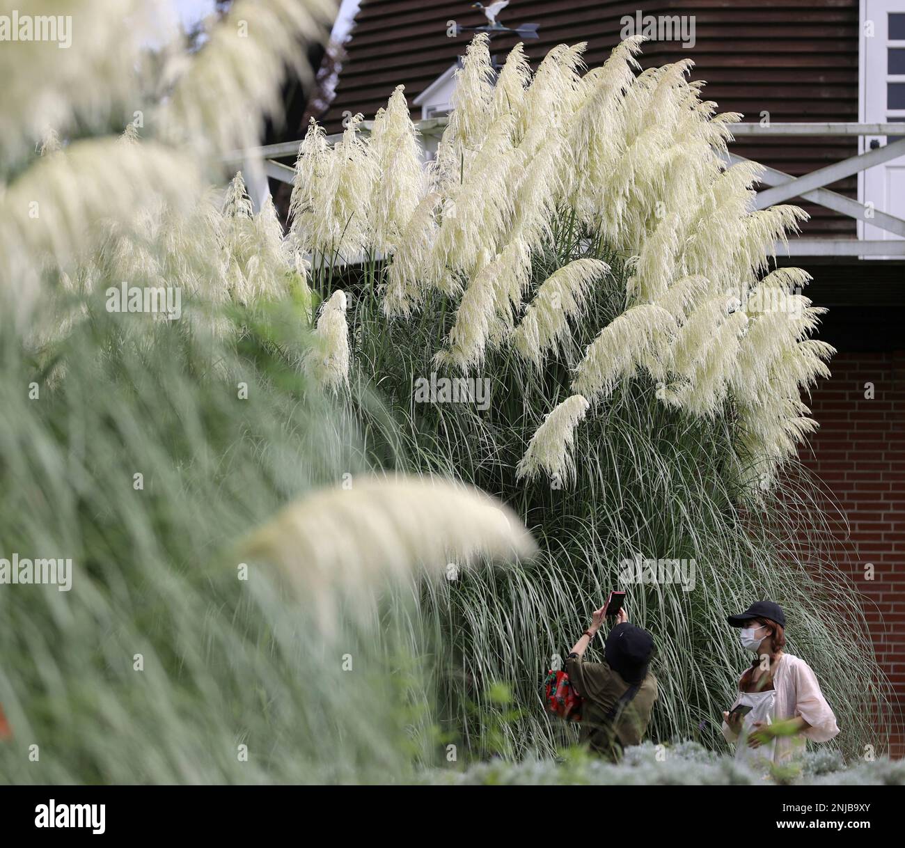 Pampas Grass A Perennial Plant Grow High With The Windmill At pampas-grass-a-perennial-plant-grow-high-with-the-windmill-at