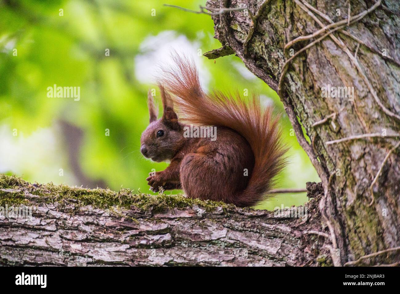 Eurasisches Eichhörnchen auf Ast sitzend und eine Eichel futternd - Eurasian red squirrel sitting on branch and eating an acorn, background blurred Stock Photo