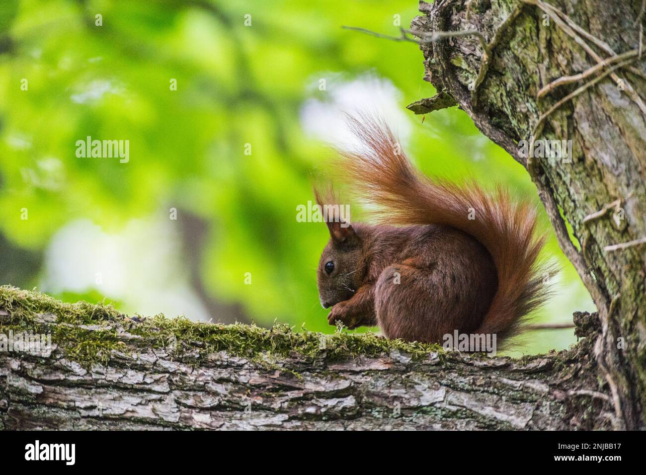 Eurasisches Eichhörnchen auf Ast sitzend und eine Eichel futternd - Eurasian red squirrel sitting on branch and eating an acorn, background blurred Stock Photo